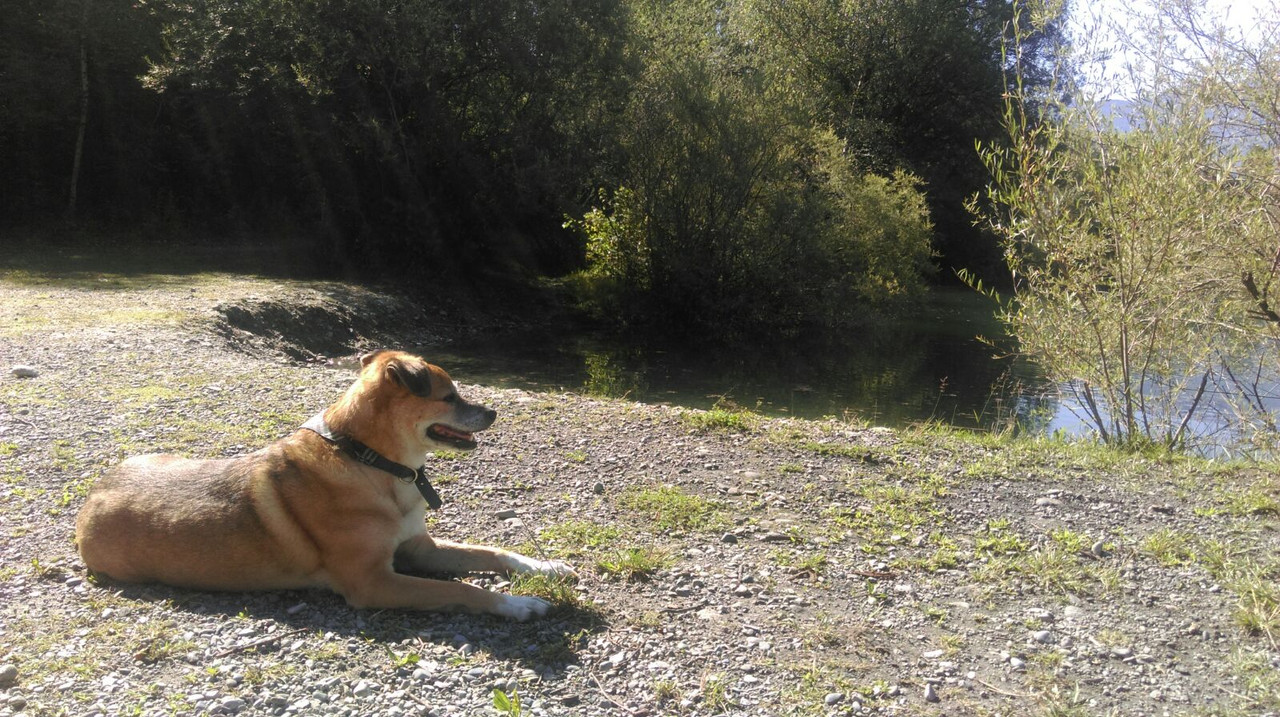 Slika