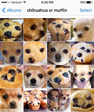chihuahua_or_muffin.png