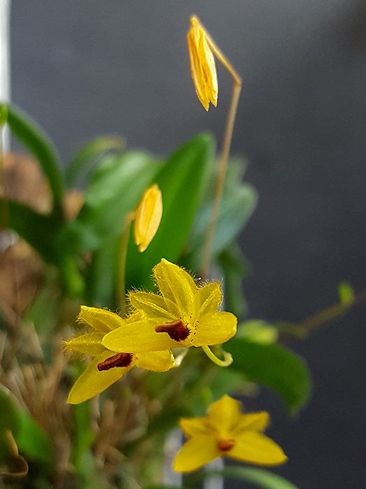Bulbophyllum_aestivale_fiore_2