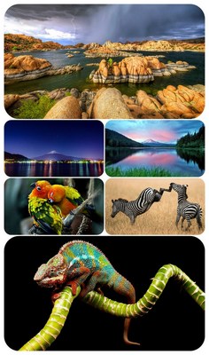 Wallpapers - Nature and animals 25